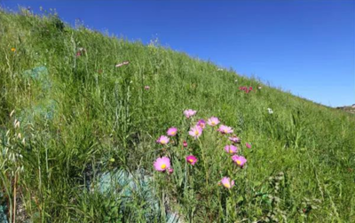 蒙草:精准“修复”百年老矿为世界矿山修复贡献中国方案