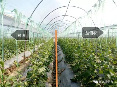 微生物肥料将成土壤生态修复主力军!